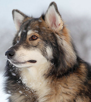 Homemade Ice Cream Recipes For Dogs image 7 Utonagan dog with amber eyes in the snow frosted fusions