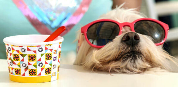 Homemade Ice Cream Recipes For Dogs image 6 very cute terrier wearing red sunglasses with tub and spoon of ice cream frosted fusions