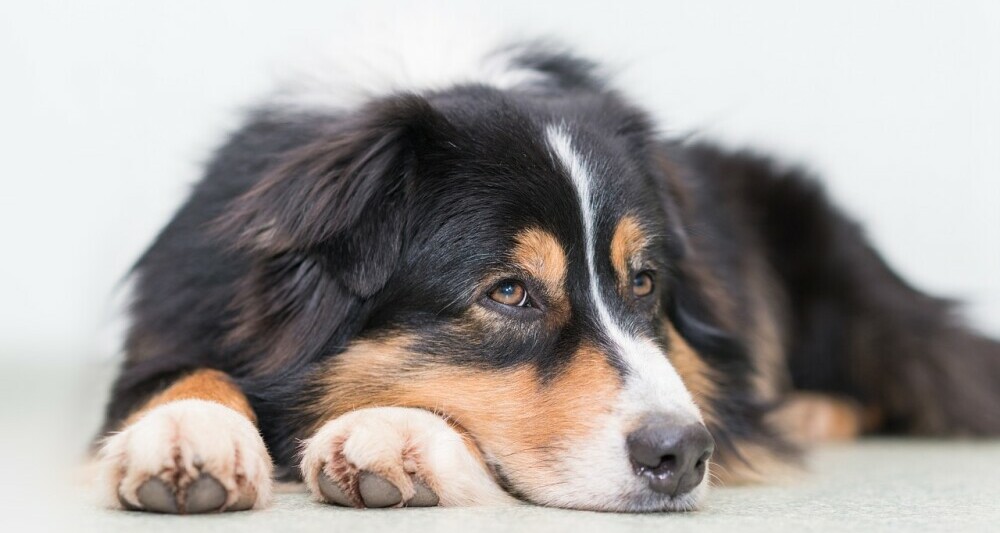 Dog lying down, head on paws