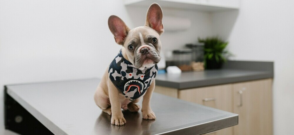 Dog on Exam Table at Vet