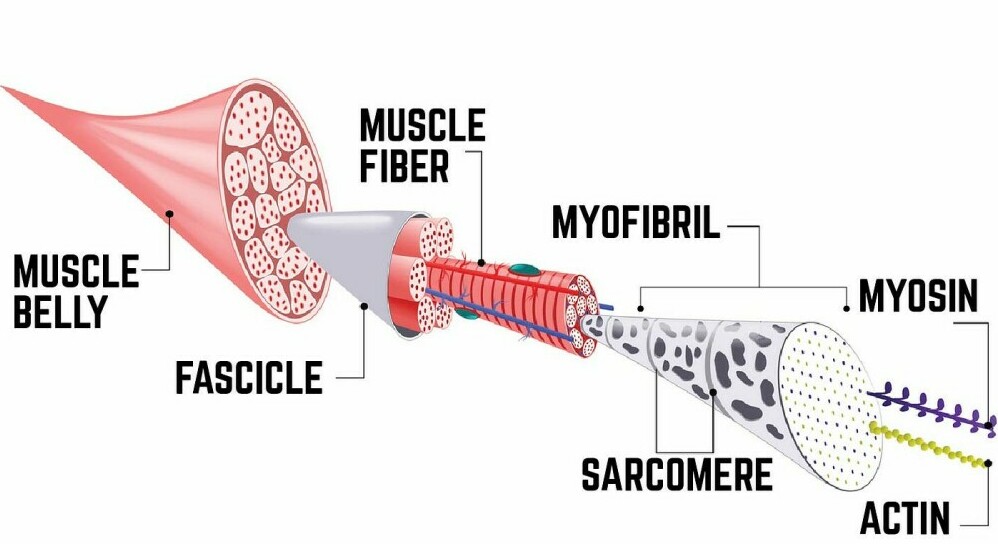 Muscle Growth