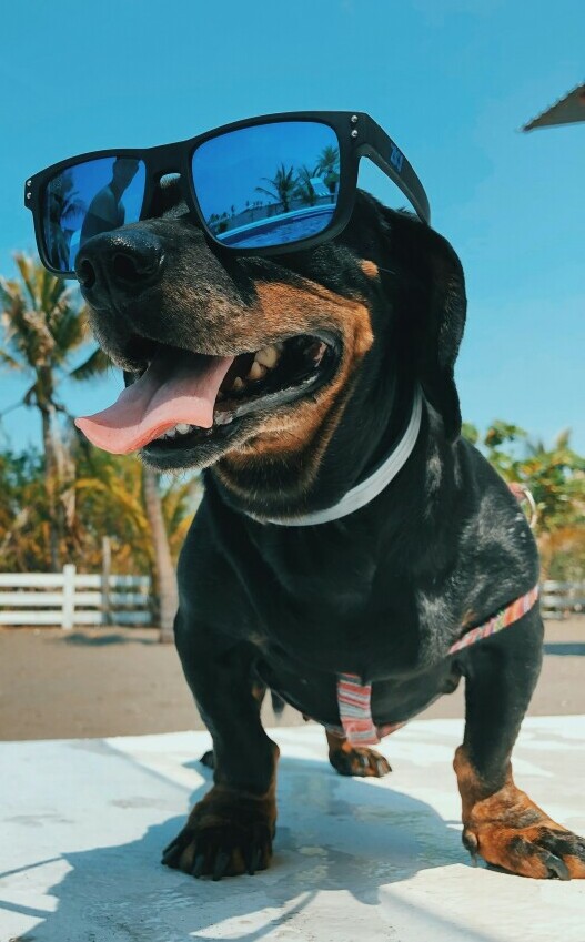 Dog with shades