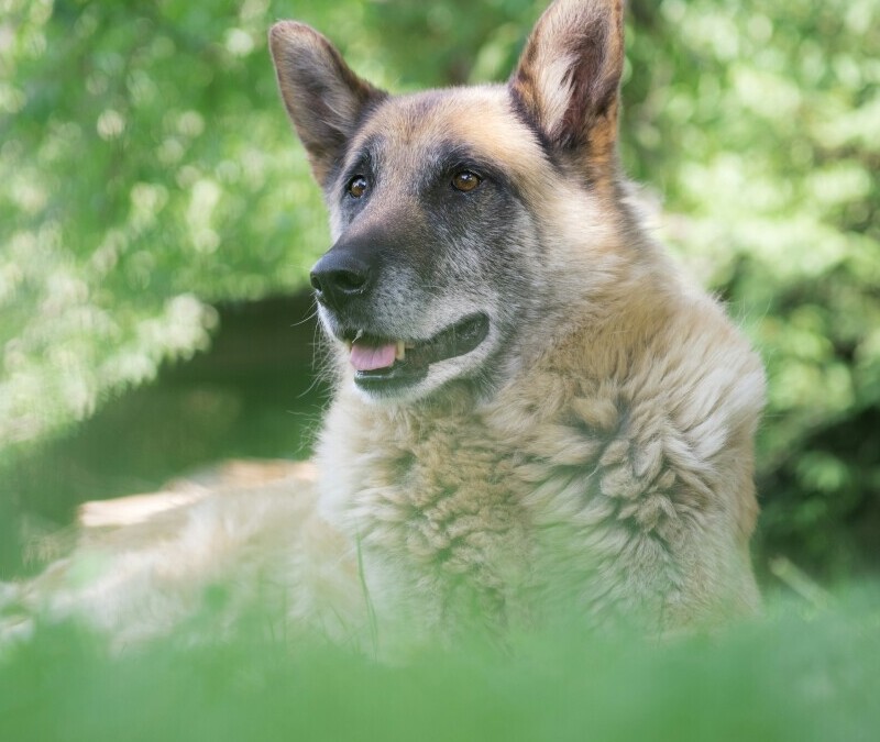 Old dog 