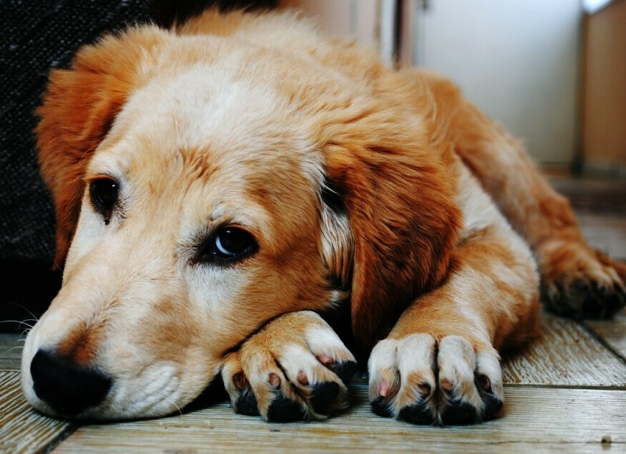 Sad dog