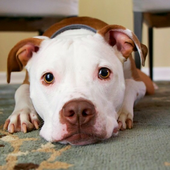 Dog hiding