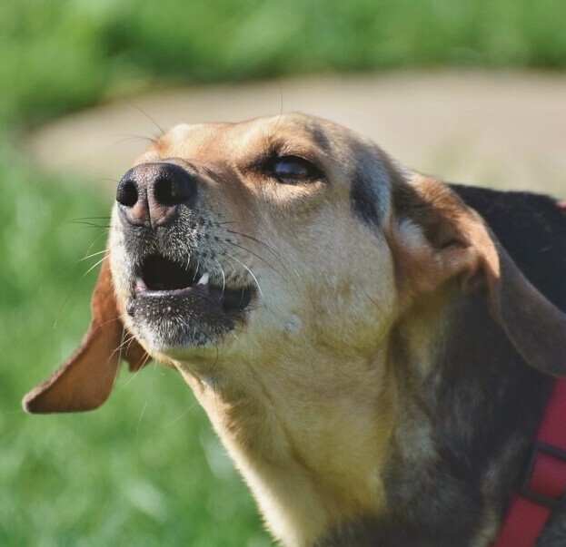 Barking dog
