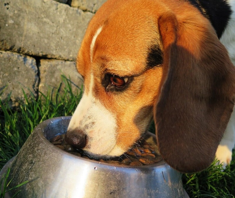 Dog eating