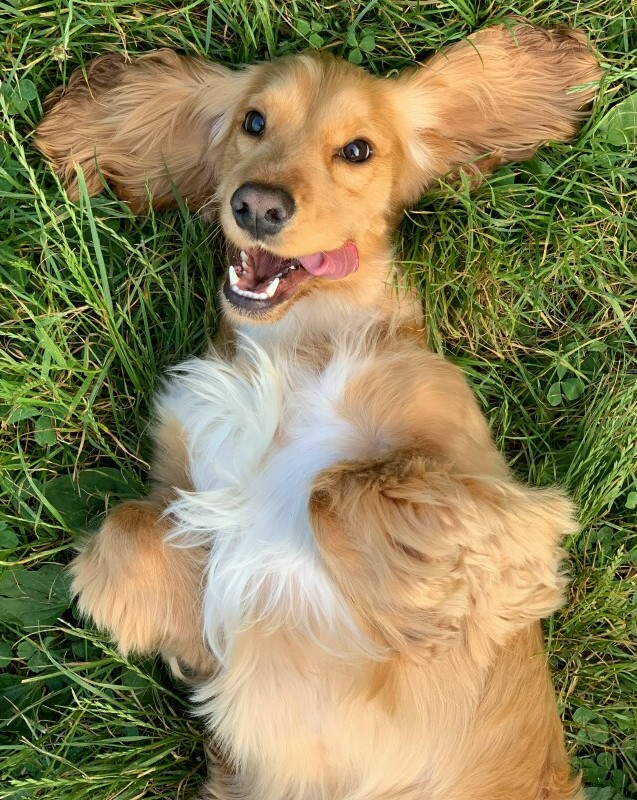 Dog in grass 