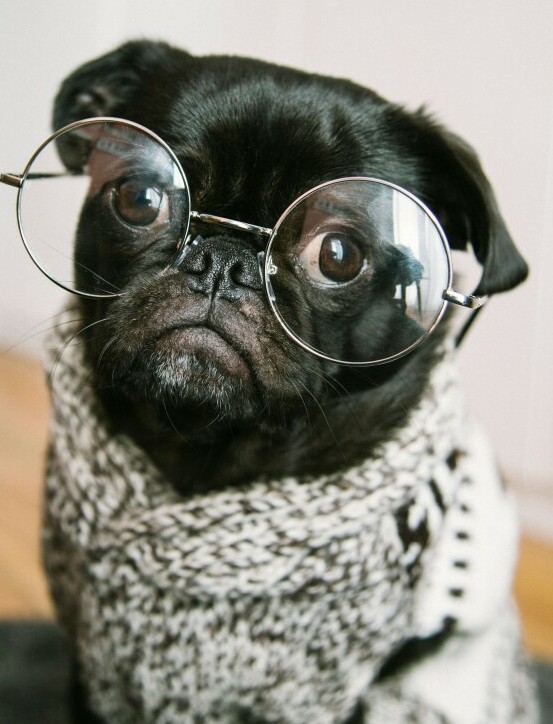 Smart dog