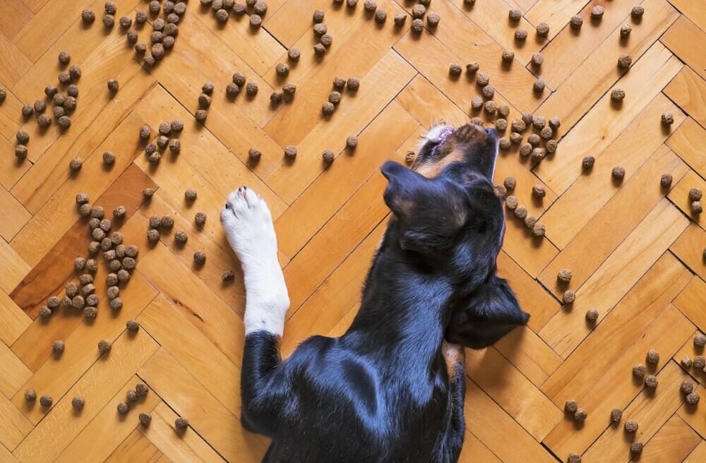 Dog food