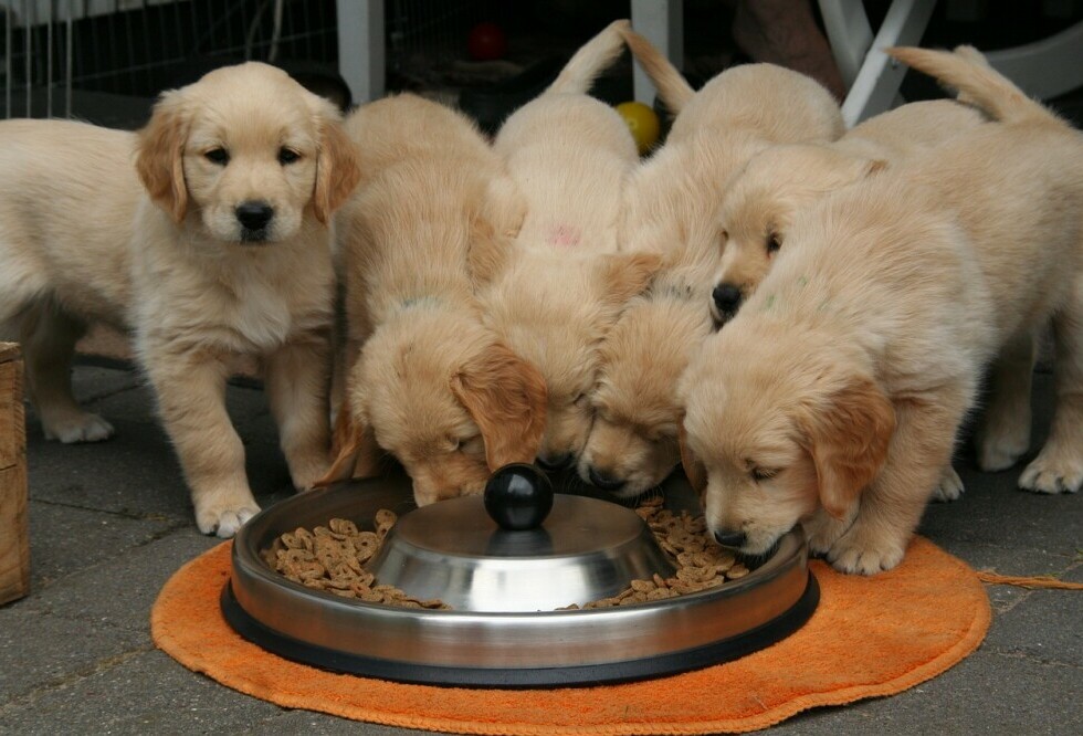 Dog bowl