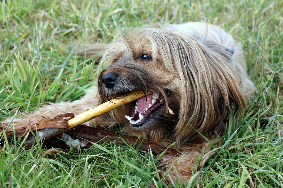 Dog chew