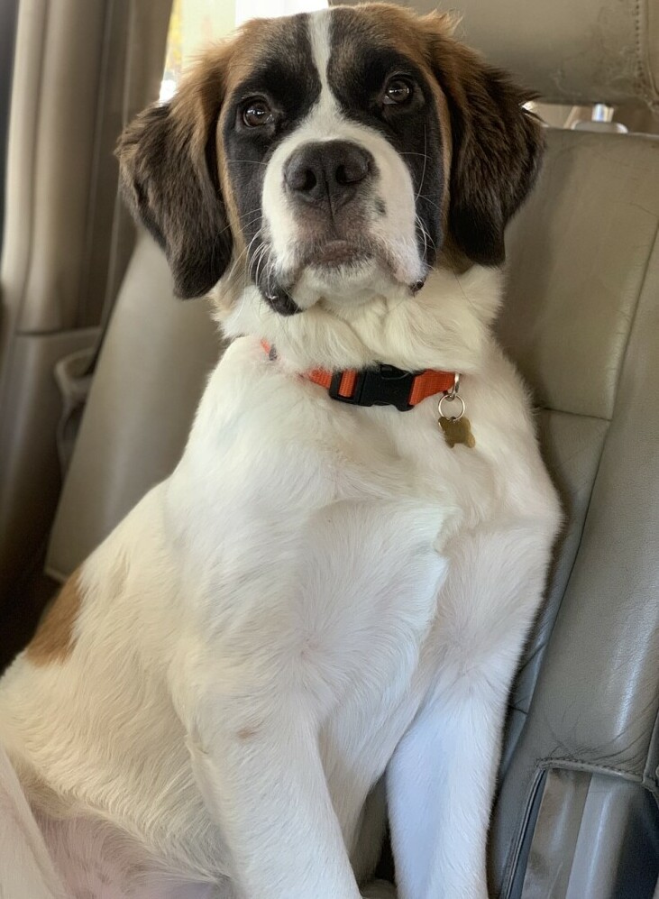 Dog in car