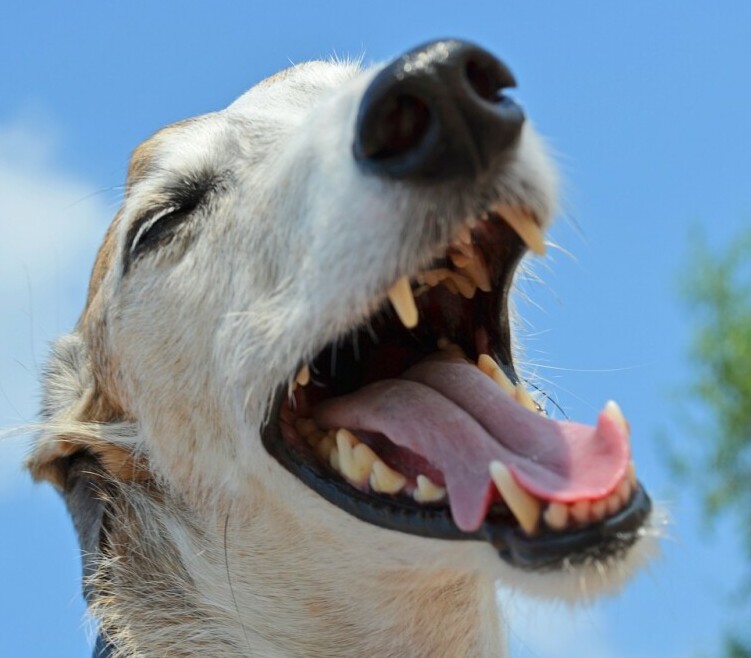 Dog teeth