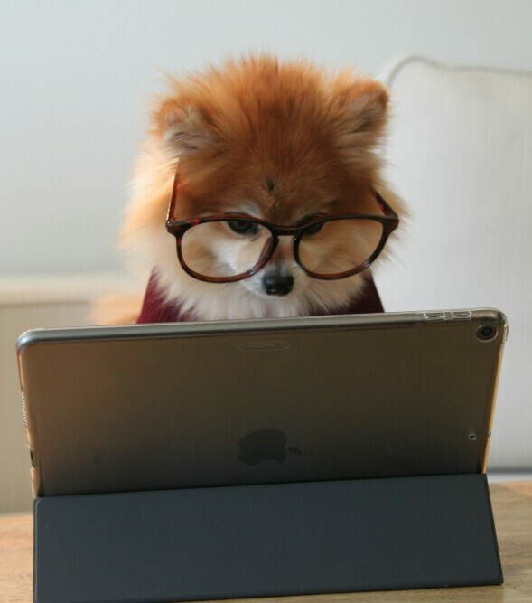 Dog clicker training 