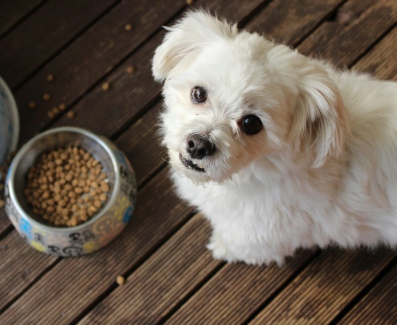 Dog eating 