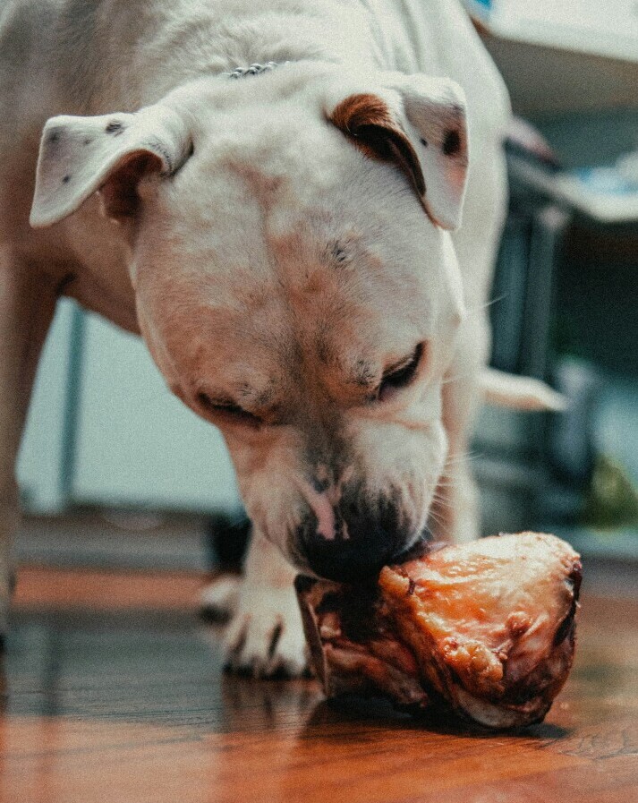 Dog eating