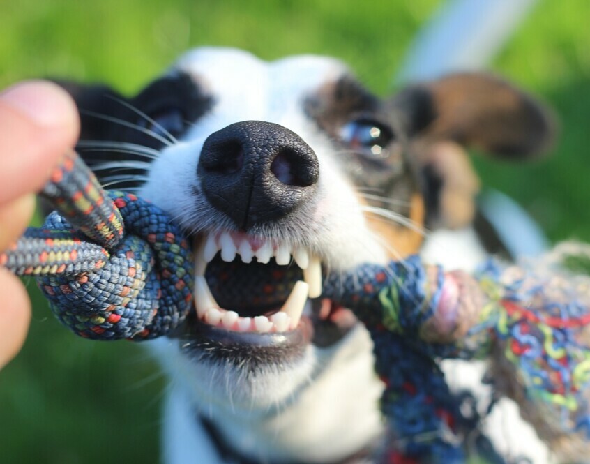 Dog chew 