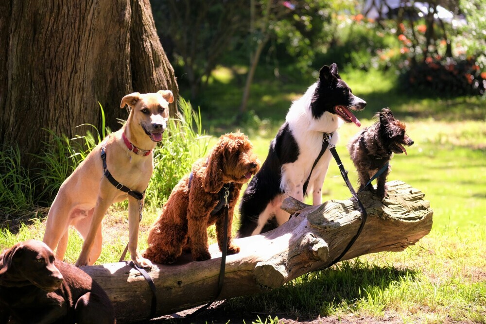 Dogs 