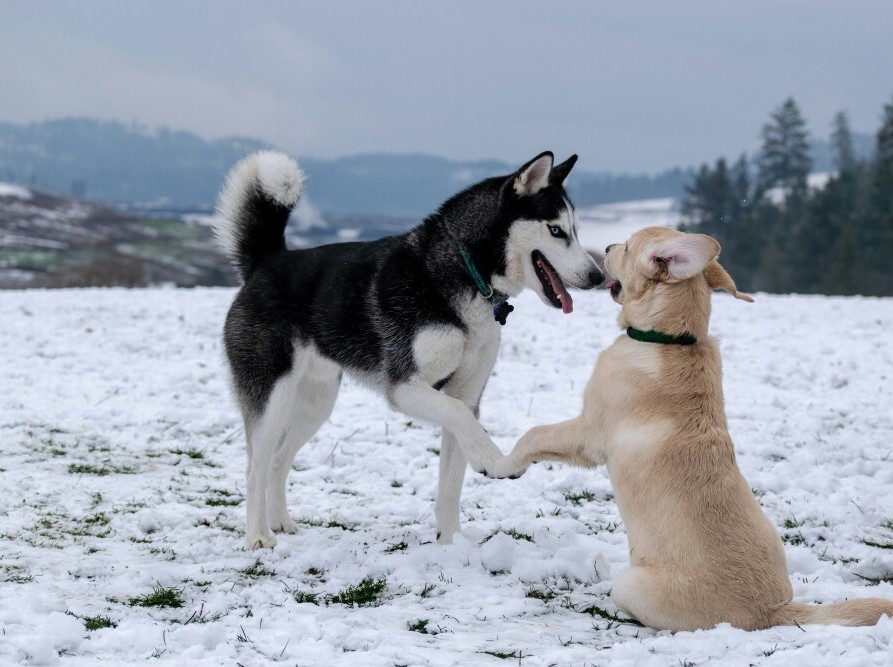 Dogs 