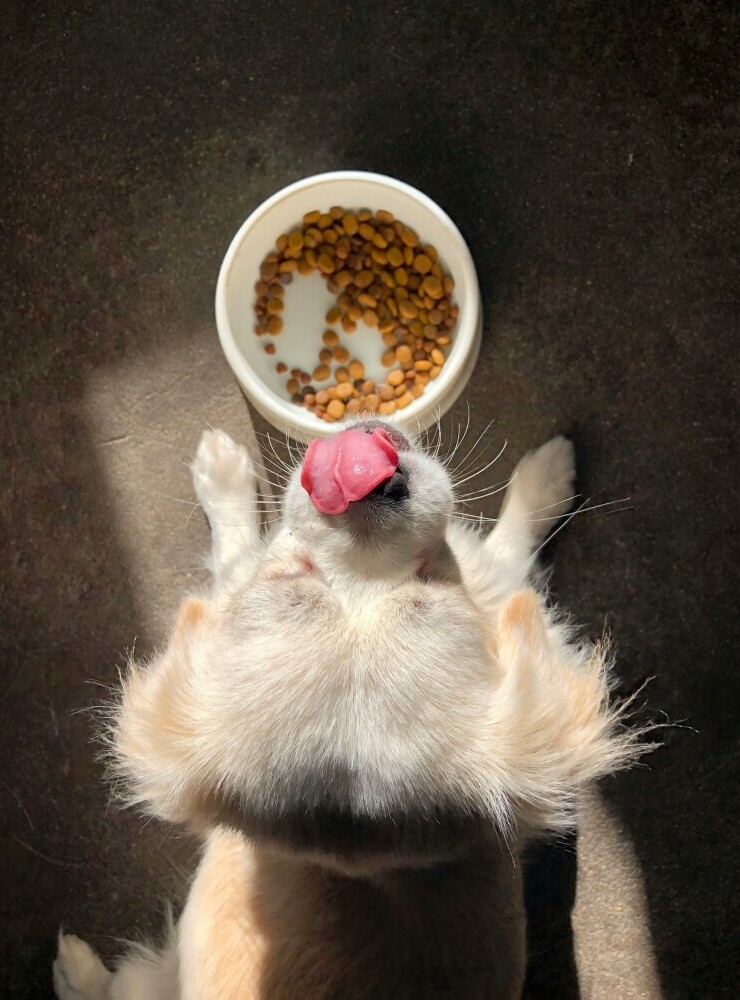 Dog eating 