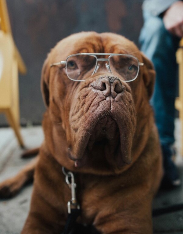 Old dog