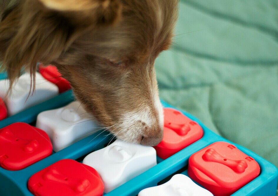 Dog puzzle