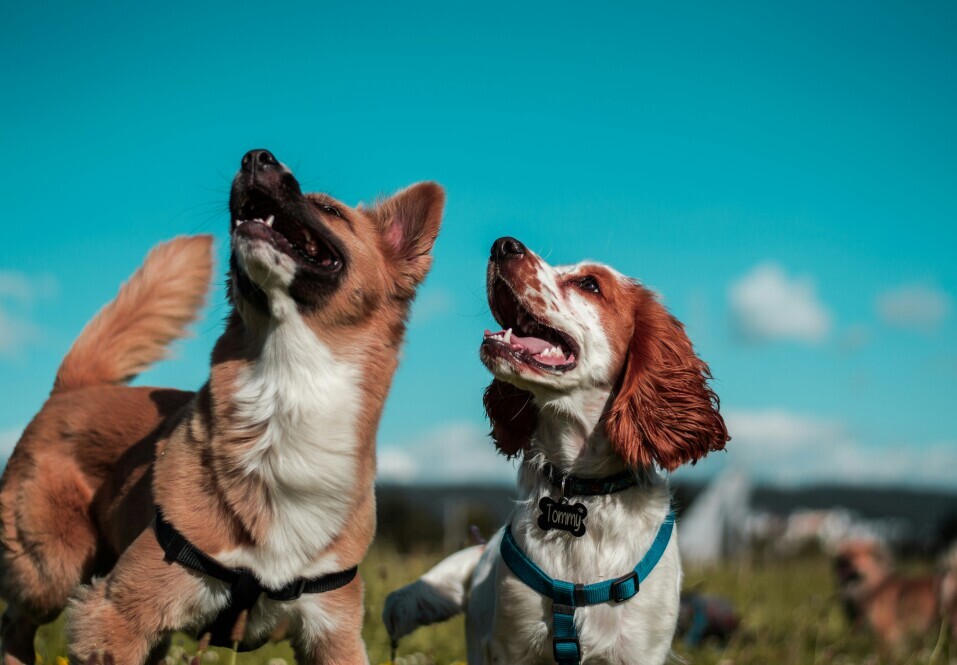 Dogs