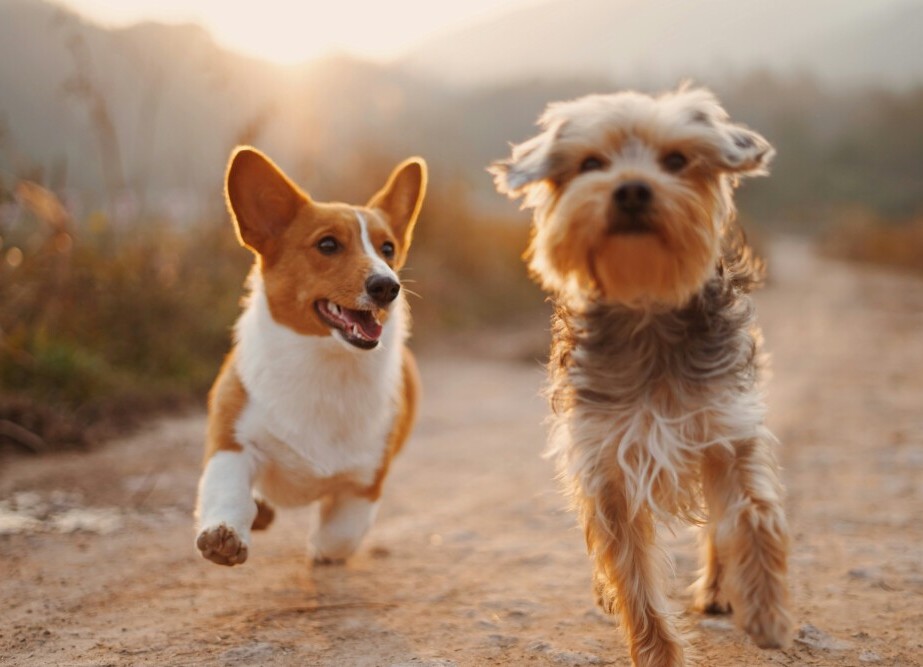 Dogs 