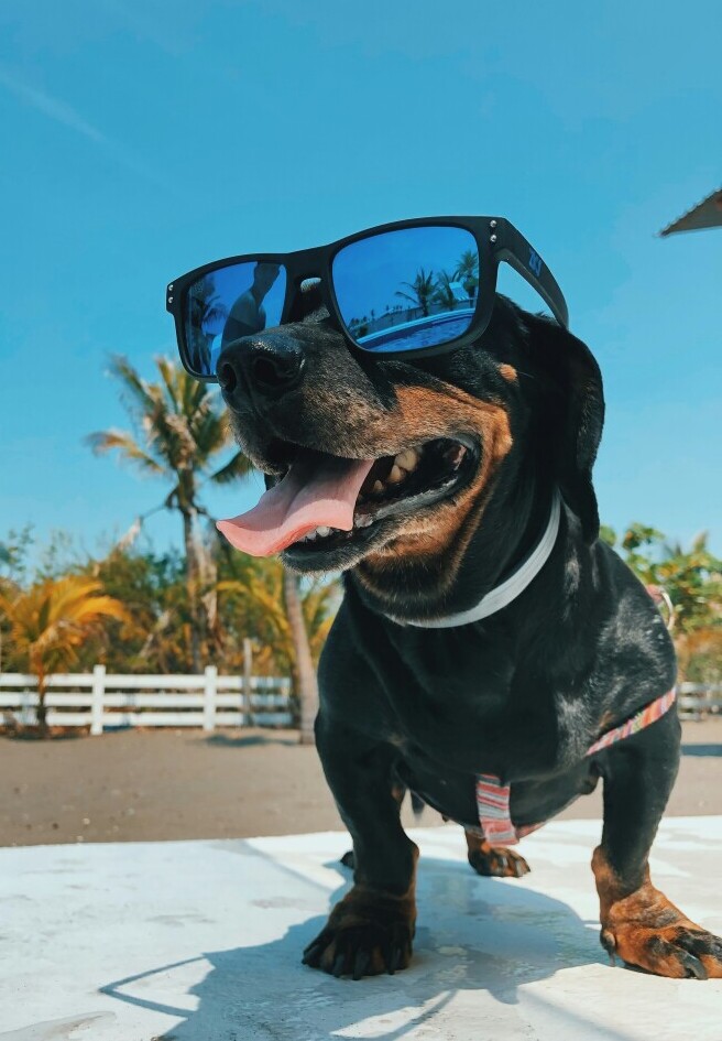 Dog