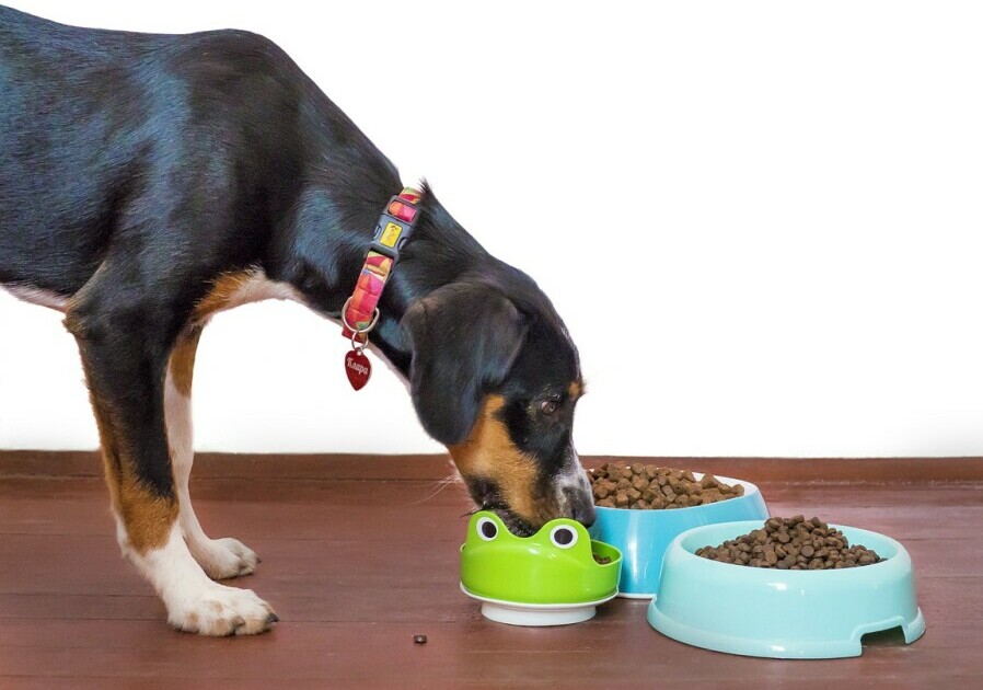 Dog bowls