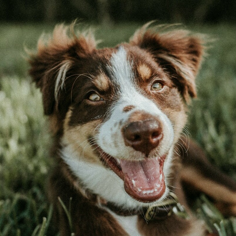 Happy dog