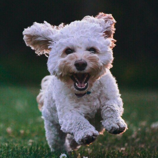 Puppy