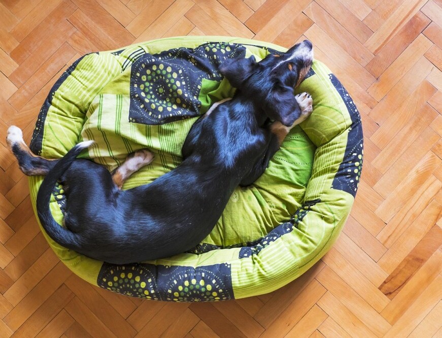 Dog