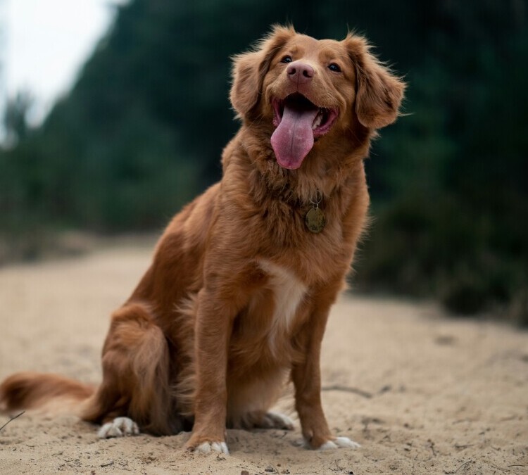 Dog