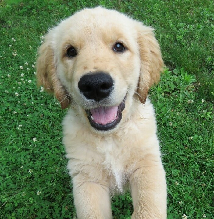 Puppy 