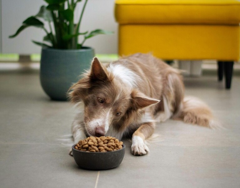 Dog eating