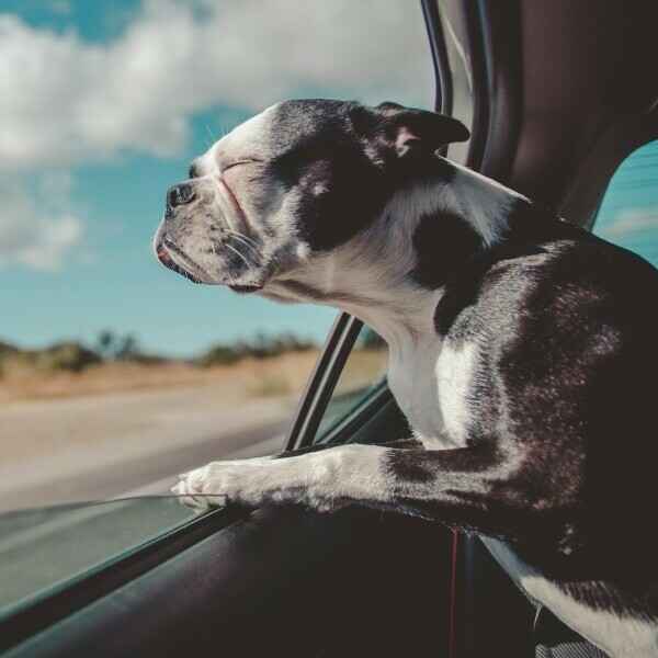 Dog in car