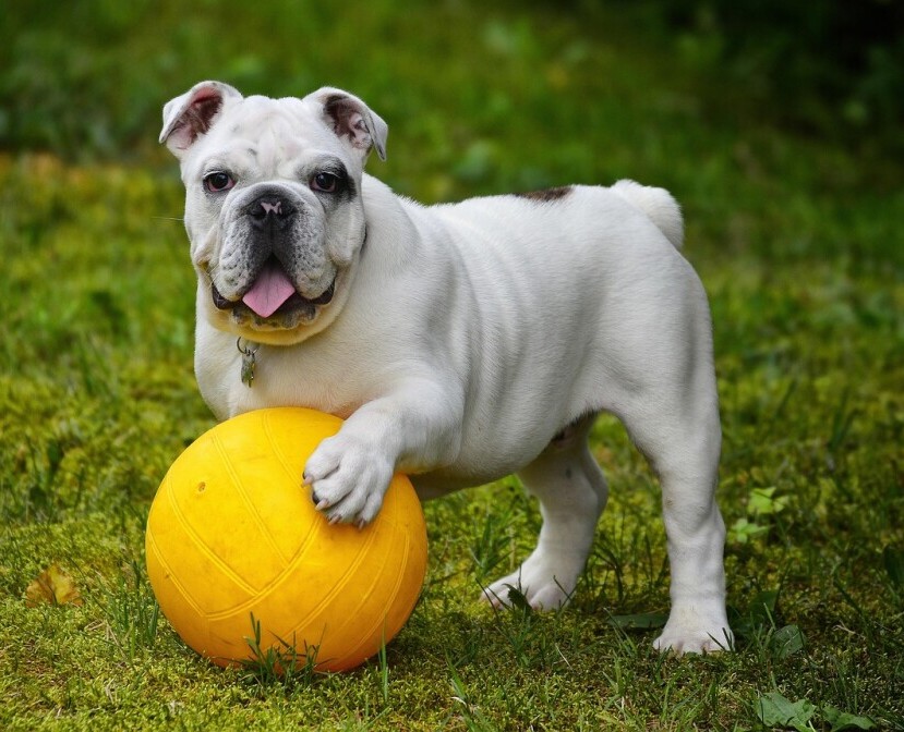 Dog