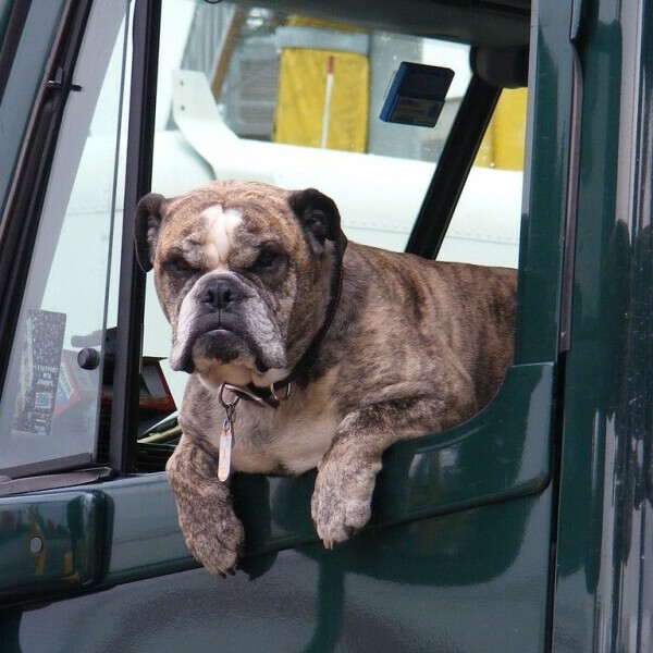 Dog in car