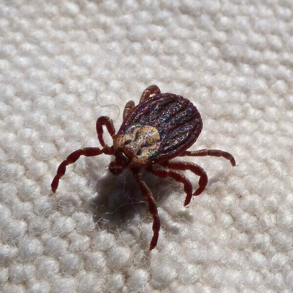 Tick