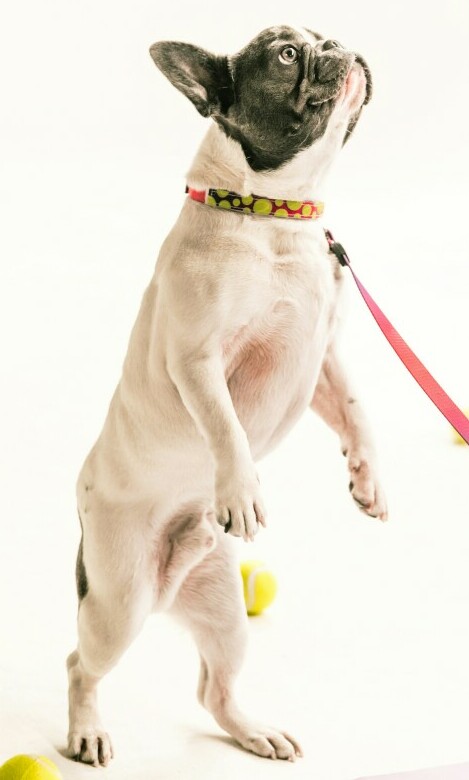 Dog standing