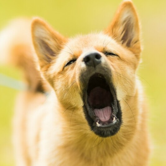 Dog bark