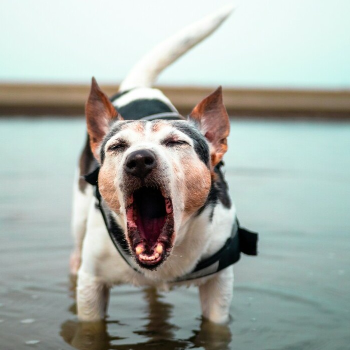 Barking dog