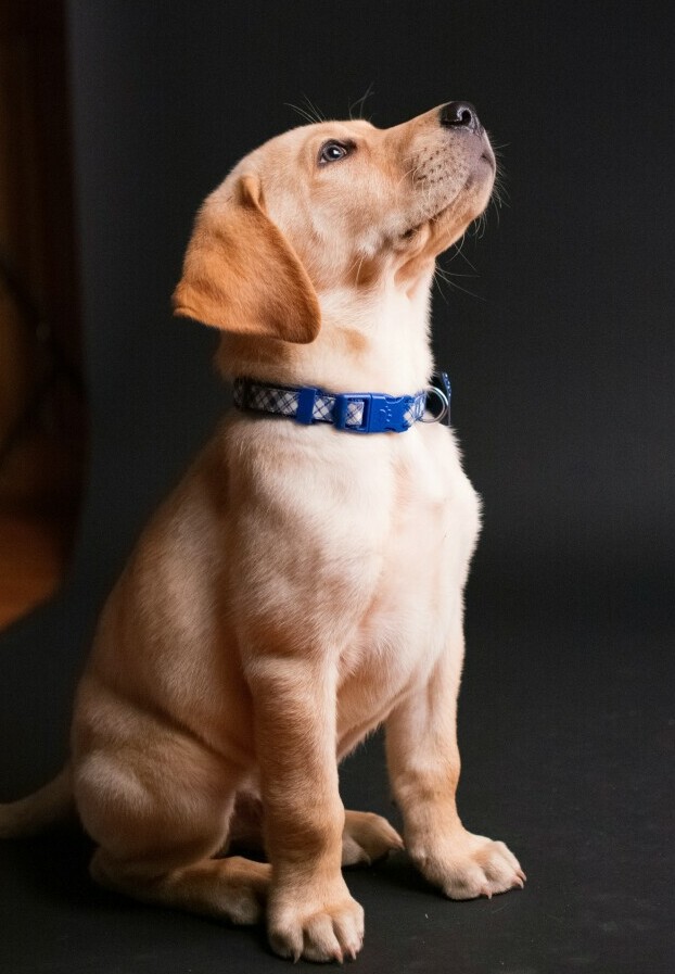 Dog looking up 