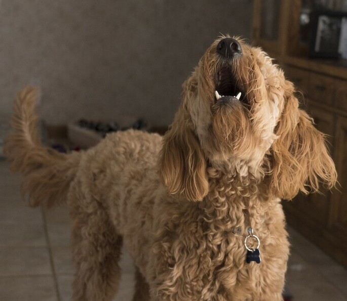 Dog barking