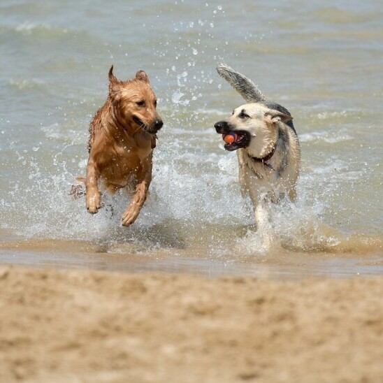 Dogs playing 