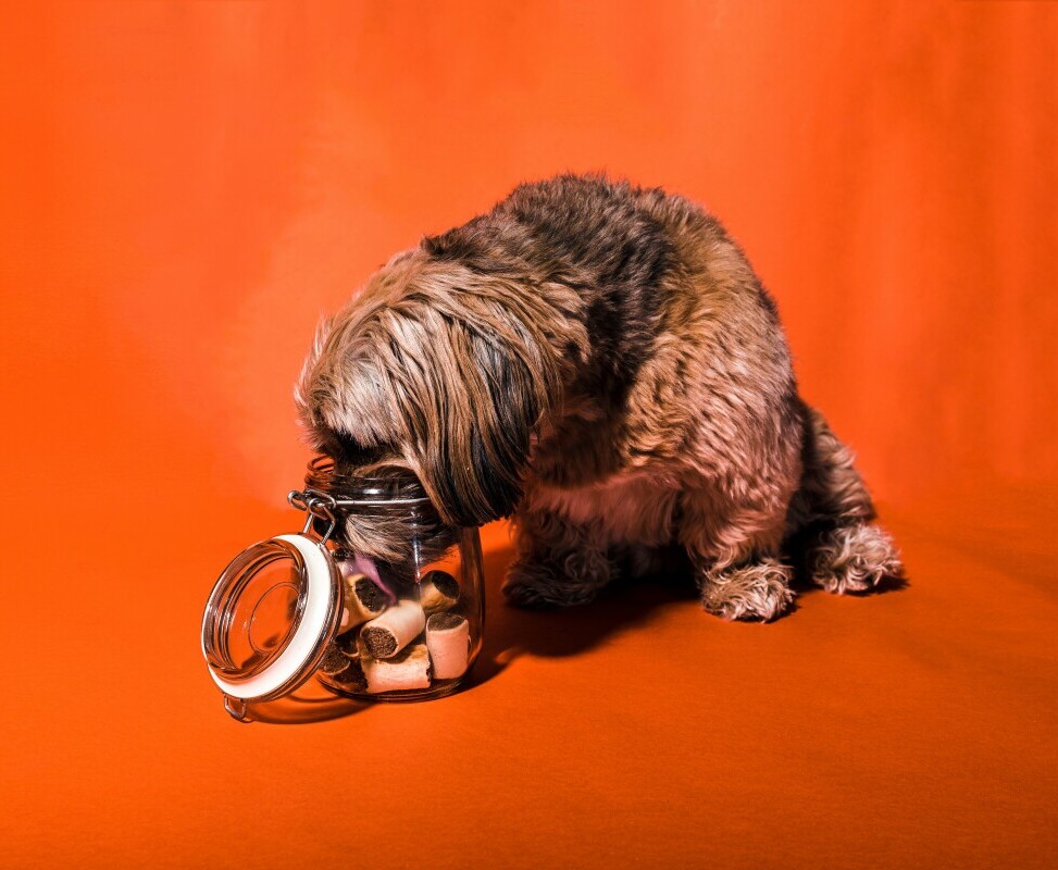 Dog treats