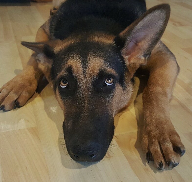 Scared dog