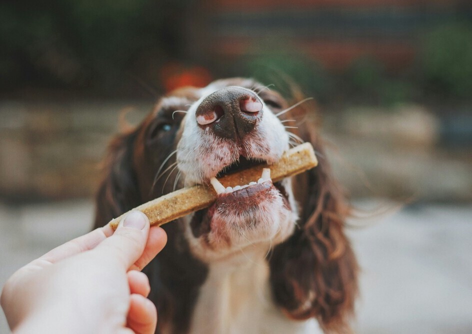 Dog treats
